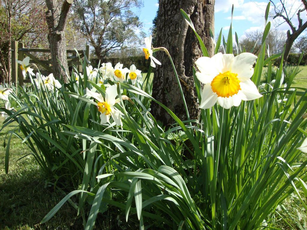 Orchard Farm Luxury Glamping And Campsite Γκλάστονμπερι Εξωτερικό φωτογραφία